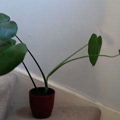 Monstera