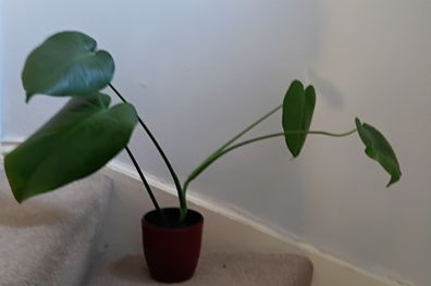 Monstera