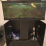 Free Fish Tank Image 4