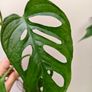 No.4 Monstera Adansonii Mint need bright light for mint to come back Image 4