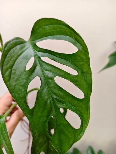 No.4 Monstera Adansonii Mint need bright light for mint to come back