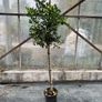 Ilex AQ Goldflash plant Image 3