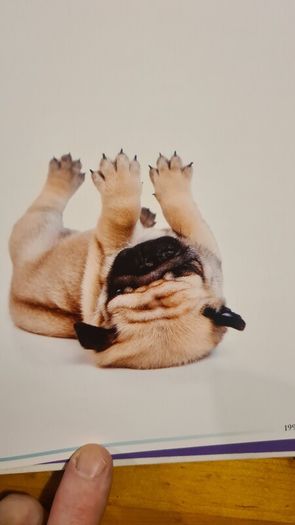 The Pug By Susan. M. Ewing. Wayne Hunthausen, D. V. M. Consulting Vetenary Editor. Large Volume Book In Very Good Condition.