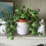 Tradescantia Callisia mini ''Pink Panther and Turtle Vine''  Very cute miniature Tradescantia Image 9