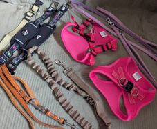 dog accessories