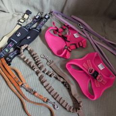 dog accessories