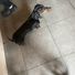 ChopTheSausageDog
