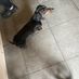 ChopTheSausageDog