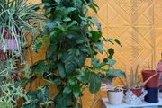 Indoor Plant
