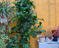 Indoor Plant