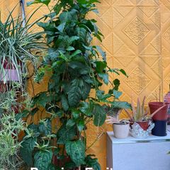 Indoor Plant