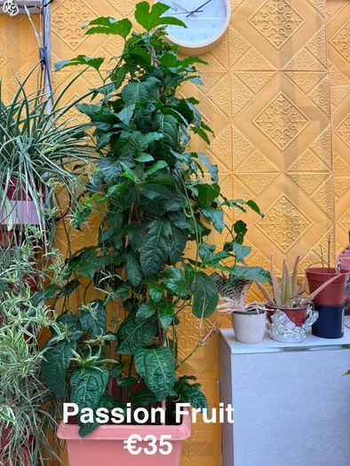Indoor Plant