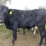 Continental yearlings Image 3