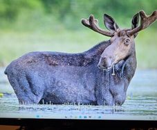 Acer monitor 24 inch