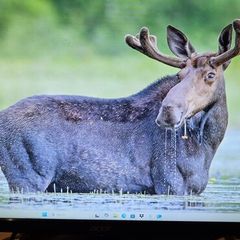 Acer monitor 24 inch