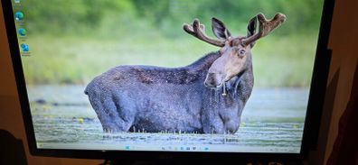 Acer monitor 24 inch