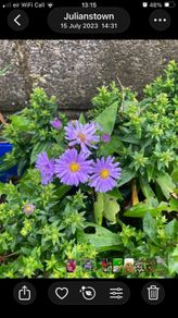 Michelmas Daisies