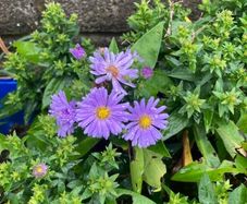 Michelmas Daisies