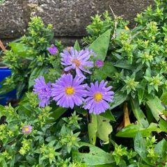 Michelmas Daisies