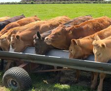 Beef cattle