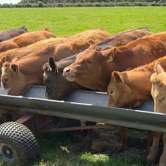Beef cattle
