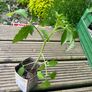 Tomato's, Chilli's, French beans Image 5