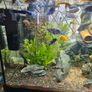 Aquarium with fish and full equipment Image 2