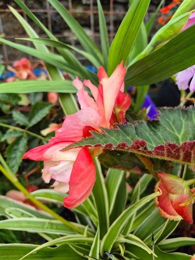plants for sale
