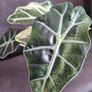 Alocasia bambino aurea variegata - healthy plant Image 3