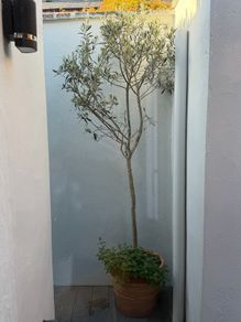 Olive Tree