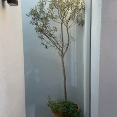 Olive Tree