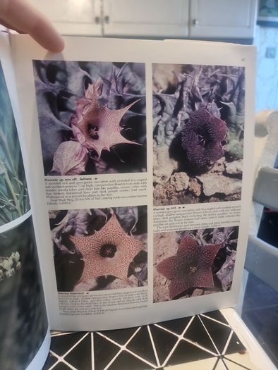 An illustrated guide to the flowers of Saudi Arabia (Hard covers, dust jacket