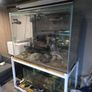 1000ltr Fish Tank Best Offer Takes It, Need It Gone Asap Image 2