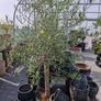 olive tree Image 3