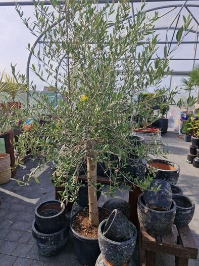 olive tree