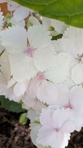 Hydrangea