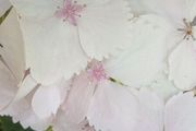 Hydrangea