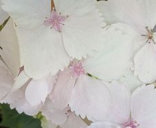 Hydrangea