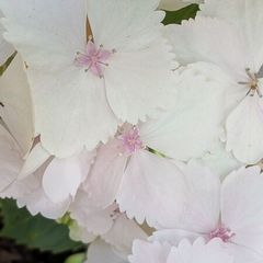Hydrangea