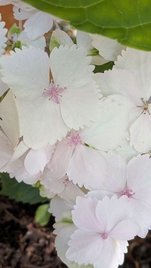 Hydrangea