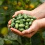 (C) Mexican Sour Gherkin Melothria seeds (20s) (125678) Image 3