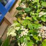 Hydrangea Paniculata Image 2