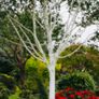 White Birch Trees 13ft / 4 meters Image 4