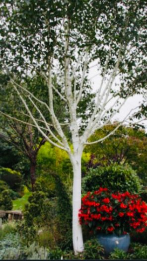White Birch Trees 13ft / 4 meters
