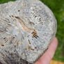 Big Coral fossil w/ complete silicification, mineral replacement, calcium carbonate to silica. Image 10