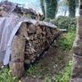 fire wood ,tree cuts ,split logs . Image 2