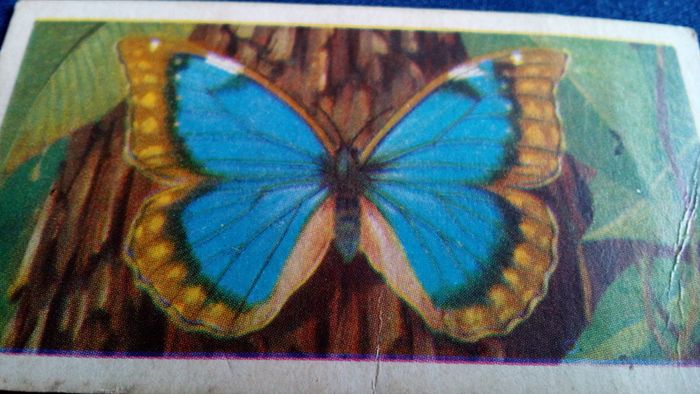 Butterflies of The World. Irish Series.