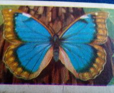Butterflies of The World. Irish Series.