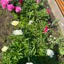 Peony flower Image 7
