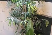 Set of fake plants